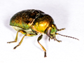 Cryptocephalus aureolus